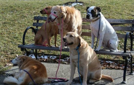 pack of dogs outside sitting on park bench