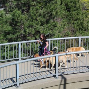 woman walking a pack of dogs
