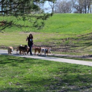woman walking a pack of dogs