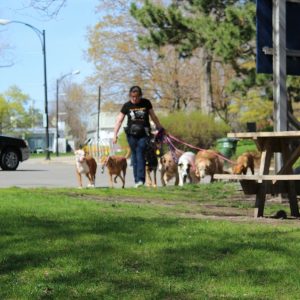 woman walking a pack of dogs