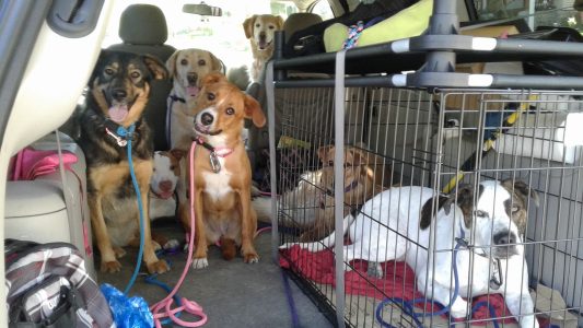 pack of dogs in truck