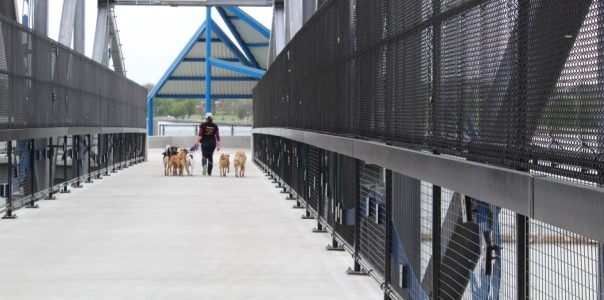 woman walking a pack of dogs