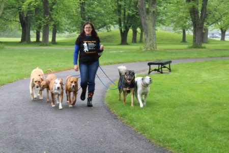 woman walking a pack of dogs