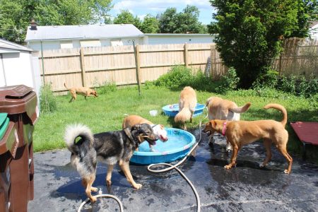 pack of dogs playing around kiddie pool