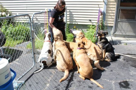 woman with a pack of dogs