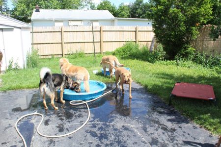 pack of dogs playing around kiddie pool