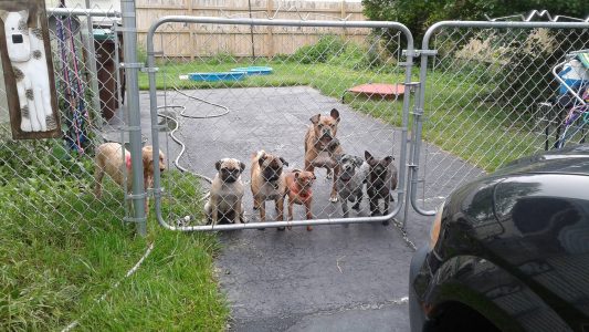 pack of dogs behind gate