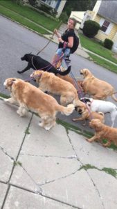 woman walking a pack of dogs