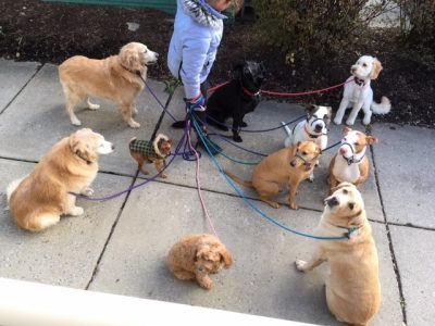 young girl walking a pack of dogs