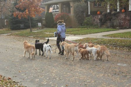 woman walking a pack of dogs