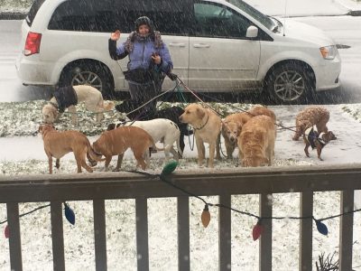 woman walking a pack of dogs in the snow