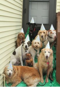 pack of dogs outside
