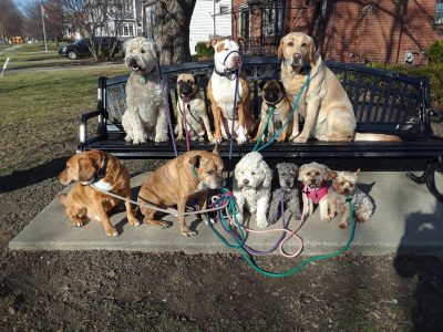 pack of dogs outside