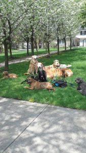 pack of dogs outside