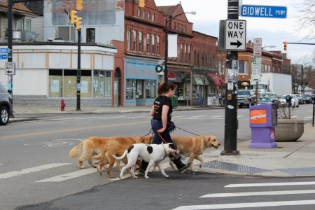 woman walking a pack of dogs
