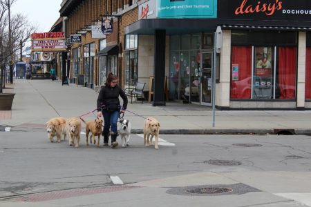 woman walking a pack of dogs