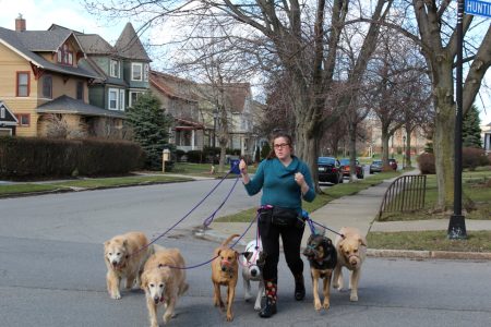 woman walking a pack of dogs