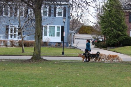 woman walking a pack of dogs