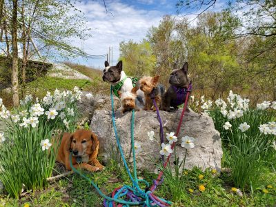 a pack of dogs outside