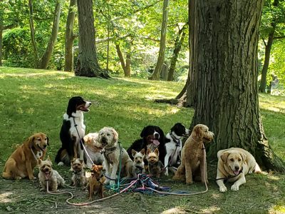 a pack of dogs