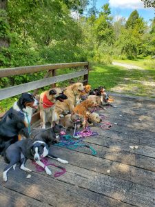 a pack of dogs