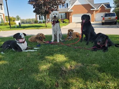 a pack of dogs