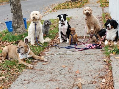a pack of dogs