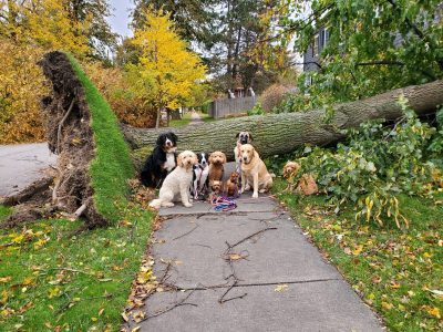 a pack of dogs