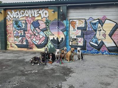 a pack of dogs
