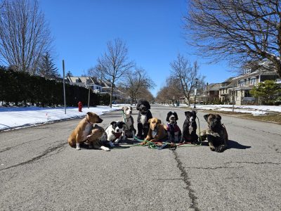 a pack of dogs
