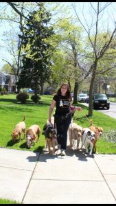 716 Dog Pack