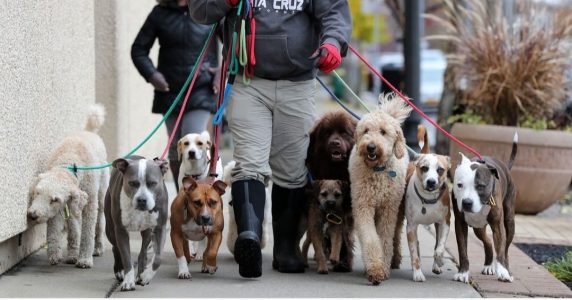 716 Dog Pack
