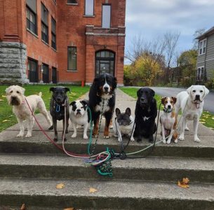 716 Dog Pack