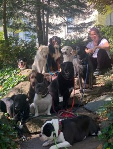 716 Dog Pack