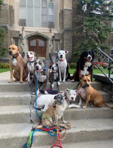 716 Dog Pack