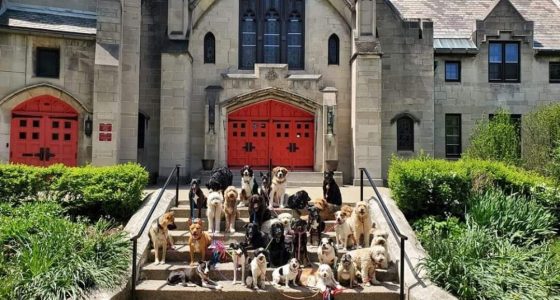 716 Dog Pack