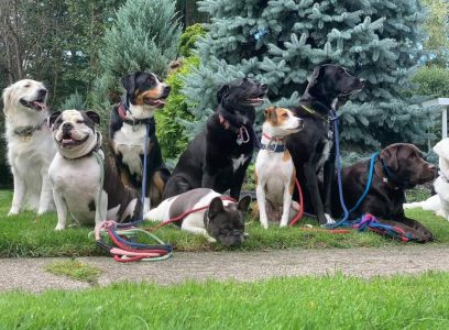 716 Dog Pack