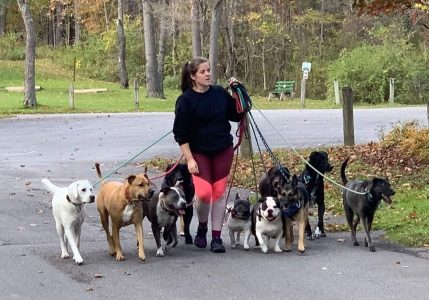 716 Dog Pack